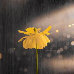 樱井ともか大量吹喷水91网站
